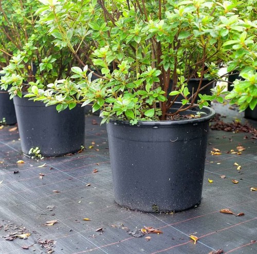 Pcs gallon plastic - 5,
