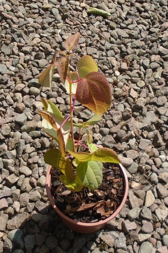 Katsura tree cercidiphyllum - katsura,