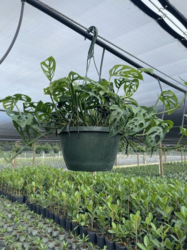 Monstera adansonii swiss - adansonii,