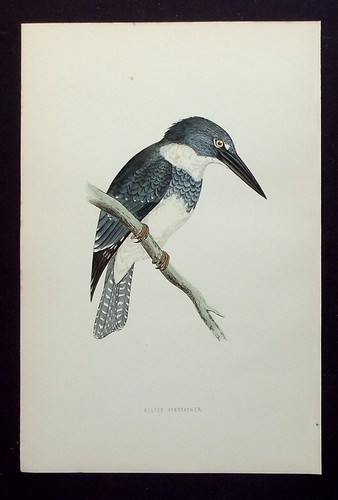Belted kingfisher original - kingfisher,,