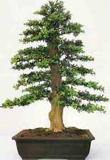 35 Common Box seeds buxus sempervirens tree seeds that can be used for bonsai.