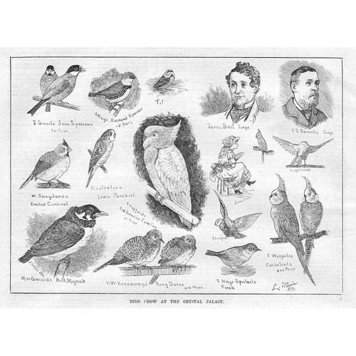 Louis wain bird show the - louis,