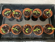 Roma Tomato Plug Plants