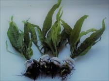 20 BUNCHED LEADED JAVA FERN