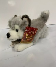 New storm siberian husky - storm,