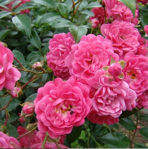 Rose floribunda fairy - rose, “fairy”