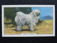 TIBETAN TERRIER Dogs 2nd Series by Gallaher Ltd 1938