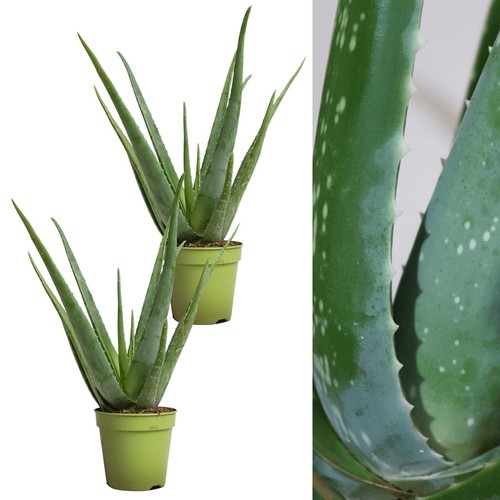 Aloe vera plants - vera, (2
