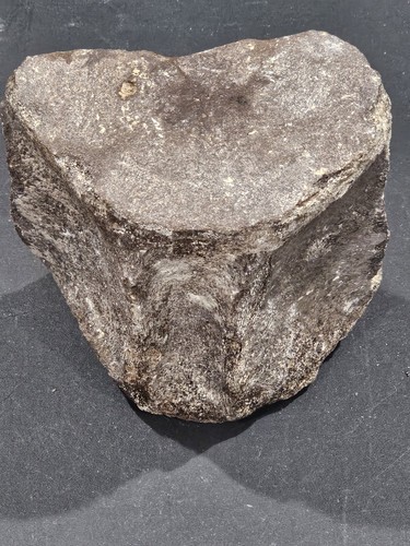 Huge whale vertebra fossil - whale,