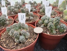 PUNA BONNIAE - attractive slow