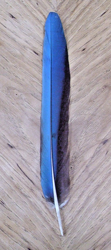 Green wing macaw tail - green,