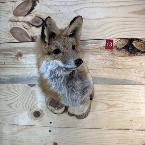 Authentic red fox wall - red,