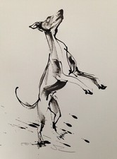 Original signed Ink Drawing Painting sketch of a Whippet Greyhound Lurcher A3