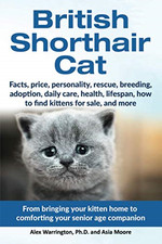 British Shorthair Cat: From