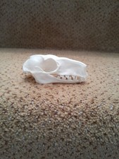 Taxidermy skeletons bones mammal voodoo tattoo SKULL HAMMER-HEADED FLYING FOX