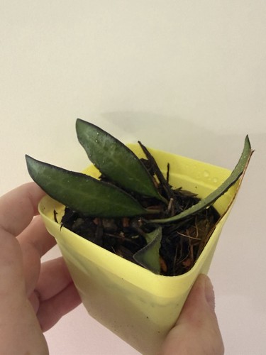 Hoya rosita rooting - rosita,