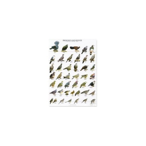 Poster pigeons and doves large - poster,