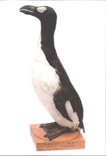 Great Auk Extinct Bird