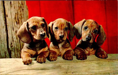Three adorable dachshund - adorable,
