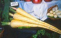 Exhibition Vegetable -