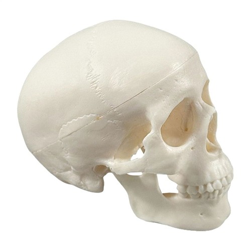 Human skull model realistic - human,