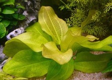 Amazon Sword Tropical