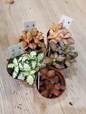 Fittonia Mosaic Houseplants – Set of 4 8.5cm pots – Ideal for Home & Office