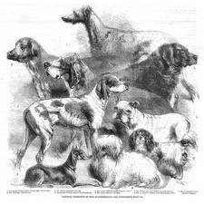 DOGS Deerhound, Bloodhound