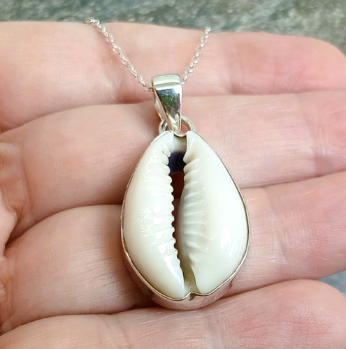 Large cowrie shell 925 - large,