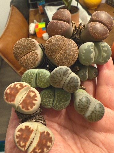 Large double head lithops - large,