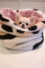Snuggle sack, chihuahua
