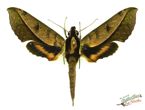 Xylophanes epaphus hawk moth - xylophanes,