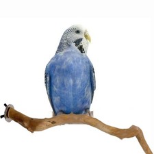 Natural Parrot Perch Bird