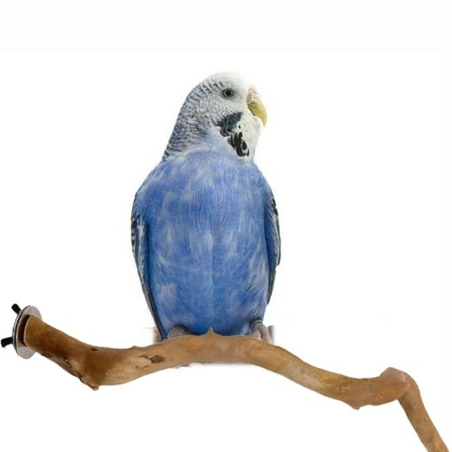 Natural parrot perch bird - natural,