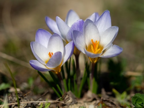 10x crocus chrysanthus - 10x,