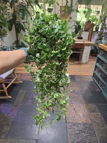 Cissus striata grape ivy - grape,