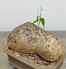 15.8cm Adenia penangi WYSIWYG  Caudex