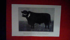 Lincs Red Shorthorn  Bulls