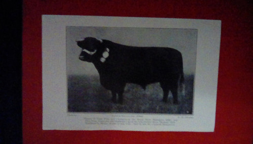 Lincs red shorthorn - red,