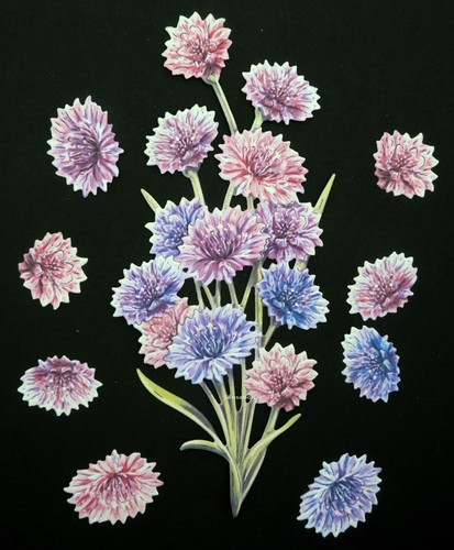 Die cuts carnation - die, cuts,
