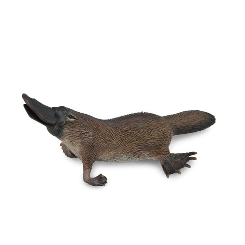 Collecta platypus - collecta,
