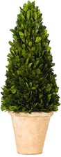 Real Preserved Boxwood Evergreen Potted Tree Globe 17 inches, Cone Topiary 