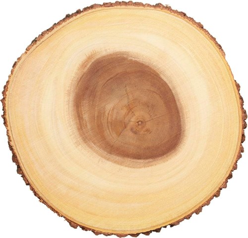 Wooden log slice cheese - log, board