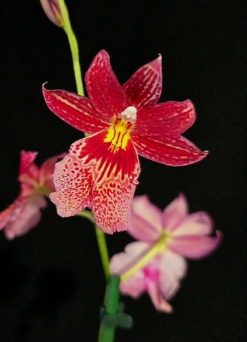 Oncidium nelly isler - oncidium,