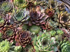 100 Rooted Sempervivum