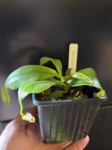 Nepenthes eymae seed grown - nepenthes,