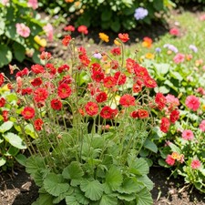 Geum Plant in 3L Pot - Hardy
