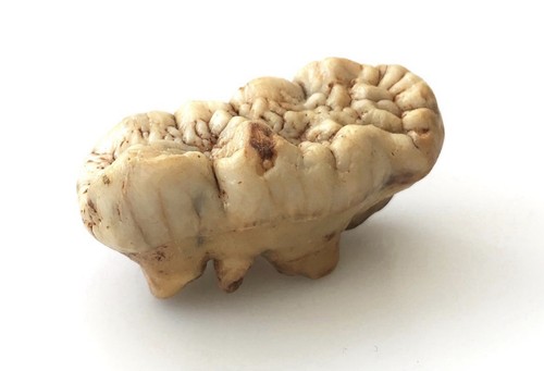Genuine fossil ursus - fossil,