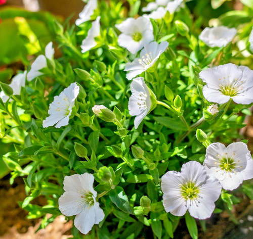 200x arenaria montana alpine - 200x,