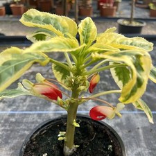 Impatiens niamniamensis Var -